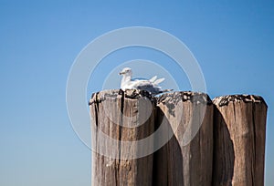 Seagull resting on pier