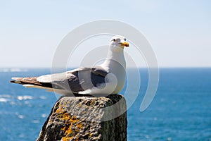 Seagull resting on a stone by the sea