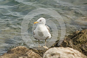 Seagull resting on a rock at seashore