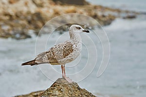 Seagull Resting on Stone