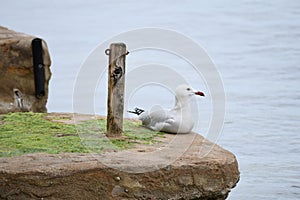 Seagull resting on a stone next to the sea