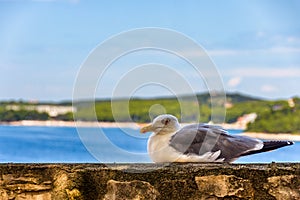 Seagull Resting on a Stone Surface