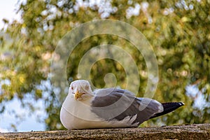 Seagull Resting on a Stone