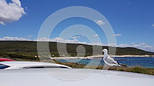 Seagull resting on top of a car roof