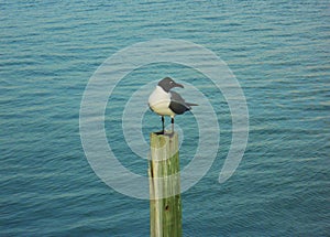 Seagull on a pole