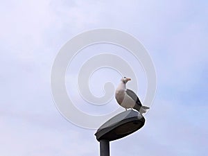 Seagull resting