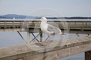 Seagull resting on a wooden bridge