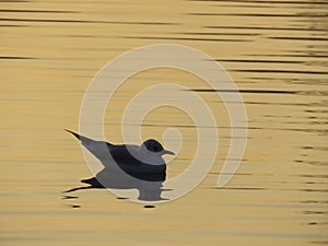 Seagull rests on golden pond