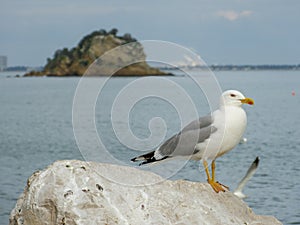 a seagull on the right side of the pousada buma stone and on the left side a rock in the sea.  Pedra da Anicha.