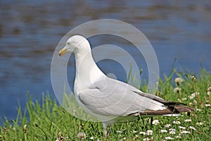 Seagull by the River Exe