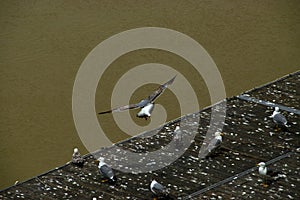 Seagull on River Tiber