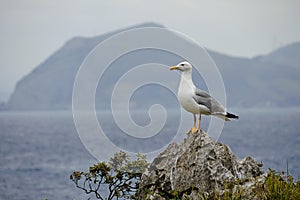 Seagull on a rock