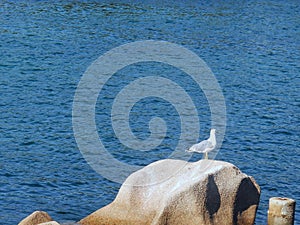 Seagull on the rock