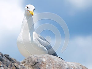 Seagull on the rock