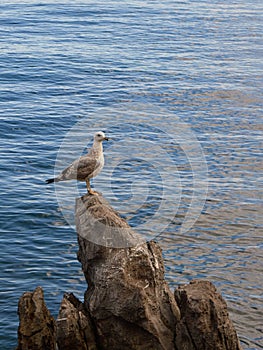 Gaviota sobre el la roca 