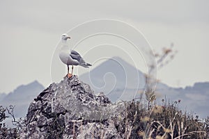 Seagull on a rock