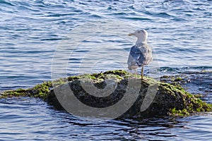 Seagull on a rock