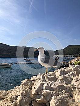 Seagull on a rock against the backdrop of the sea in Croatia, Rabas