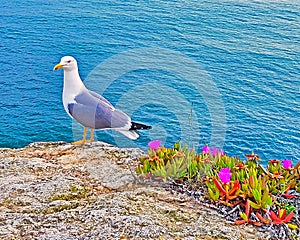 Seagull on a rock at the atlantic ocean
