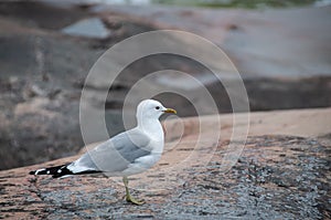 Seagull with rock background