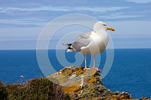 Seagull on a rock in Cornwall