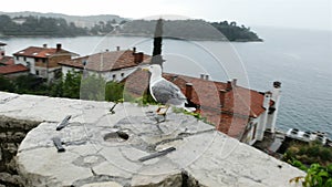 Seagull on rock fence glidecam footage