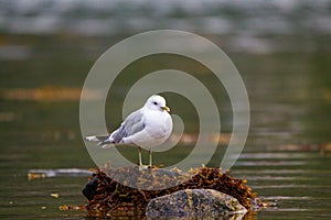 Seagull on a rock in a lake in autumn