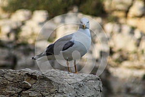 A seagull looking camera