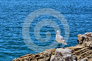 Seagull on rock next to sea