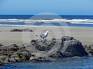 Seagull on rock on Northwest Oregon Coast beach