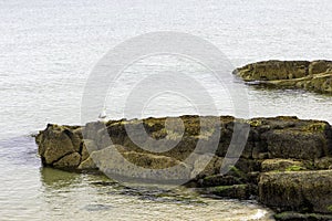 Seagull on the rock in ocean