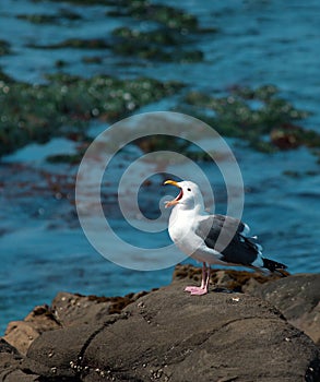 Seagull on a rock in the ocean