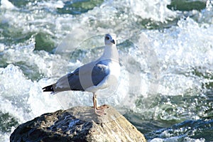 Seagull on the rock in river