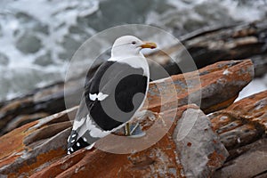 Seagull on a rock at Storms River Mouth