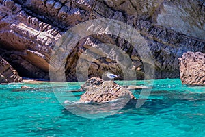 Seagull on a rock surrounded by sea