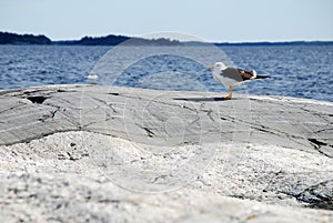 Seagull on the rocks