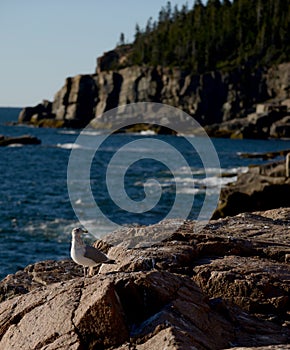 Seagull on rocks in Acadia National Park in New England