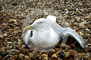 Seagull on rocks.