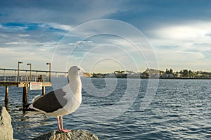 Seagull on Rocks Facing Right