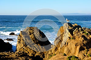 Seagull on Rocks with Pounding Surf