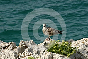 Seagull on rocks by sea