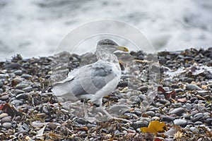 Seagull on the Rocks in Search of Food