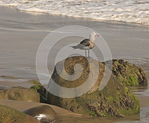 Seagull rocks