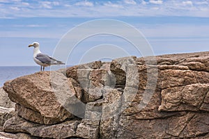 Seagull on Rocky Ledge