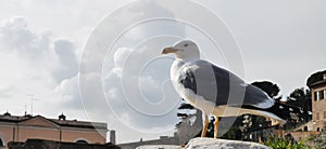 Seagull in Rom sitting on a stone