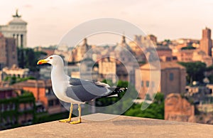 Seagull in the Roman Forum at sunset in Rome