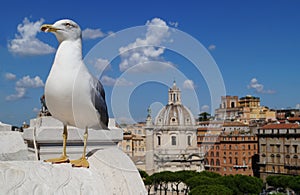 Seagull in Rome.