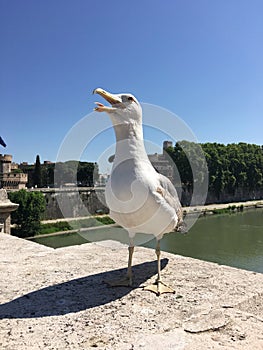 Seagull in Rome with blue sky background