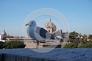 Seagull in Rome city