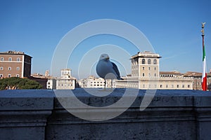 Seagull in Rome city